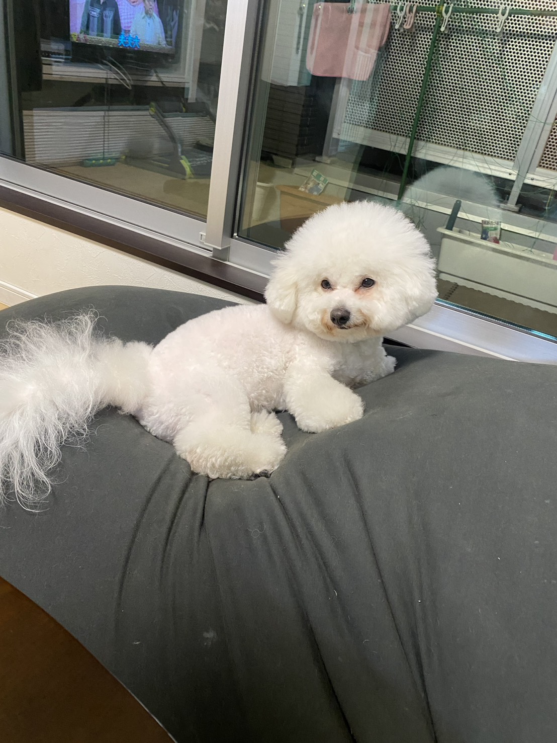 わおんの犬