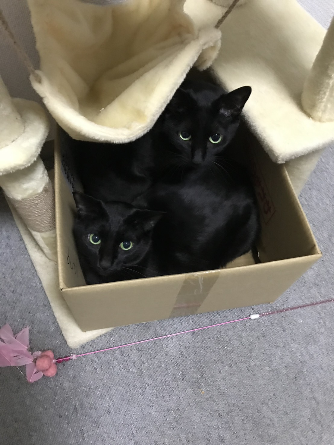 わおんの猫
